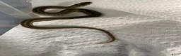 Garter Snake reptiles for sale: Cb26 lake chapala garter snakes - Advert 2