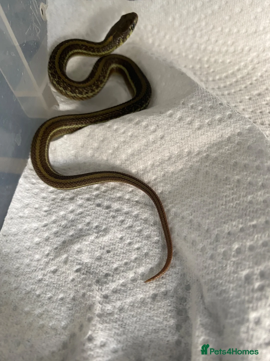 Garter Snake reptiles for sale: Cb26 lake chapala garter snakes - Advert 2