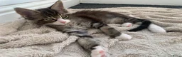Mixed Breed cats for sale: READY TO GO !!! Mixed breed Maine Coons  in Hull - Advert 2