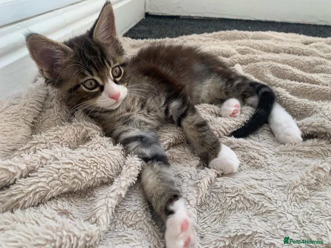 Mixed Breed cats for sale: READY TO GO !!! Mixed breed Maine Coons  in Hull - Advert 2