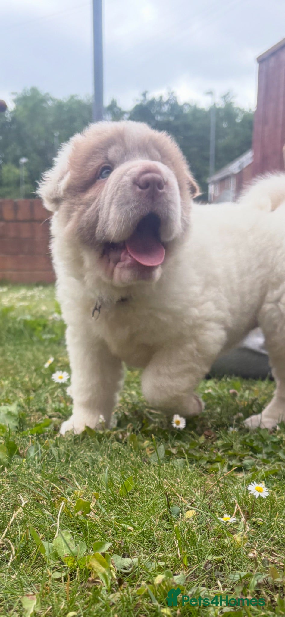 Shar Pei dogs Beautiful flower bears kc  - Advert 1