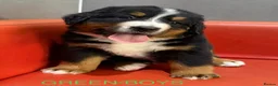 Bernese Mountain Dog dogs for sale: Bernese mountain Puppy  - Advert 4