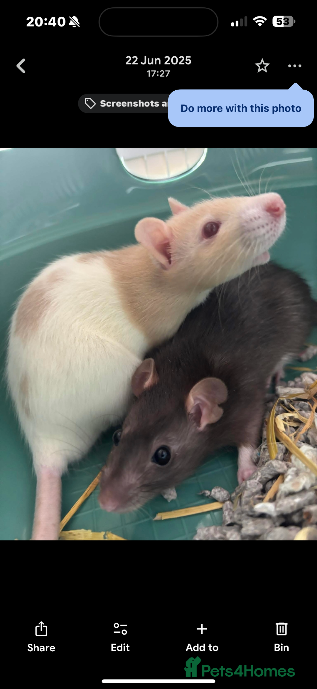 Rat rodents for sale: Pair of female rats  - Advert 1