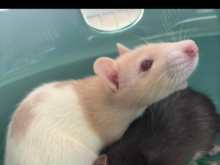 Rat rodents Pair of female rats - Advert 1