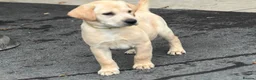 Labrador Retriever dogs for sale: KC REGISTERED LABRADOR PUPPIES - Advert 1