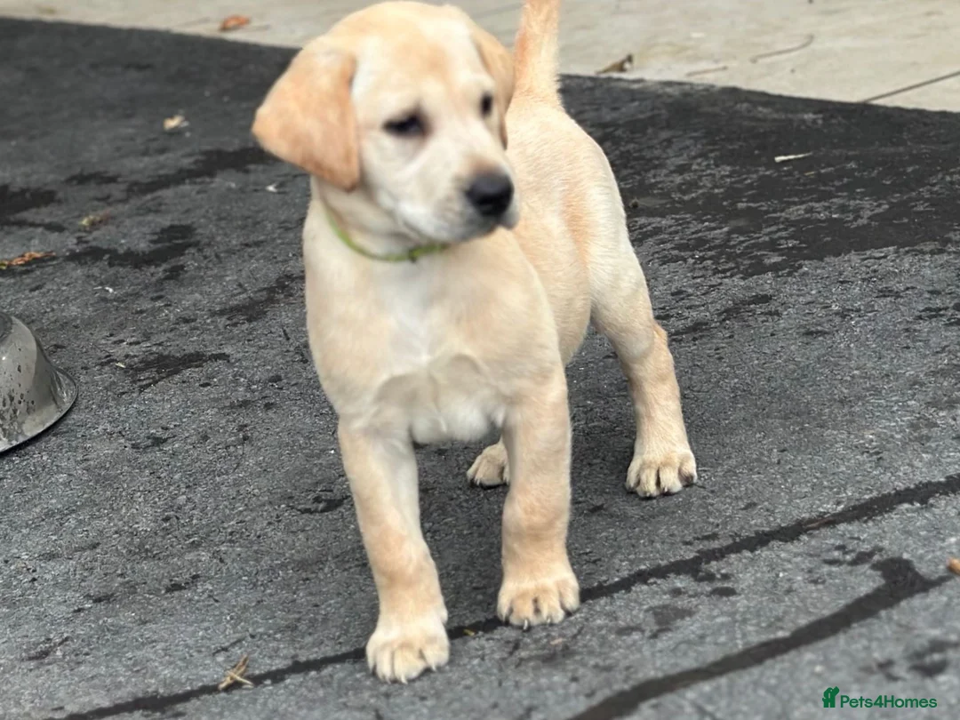 Labrador Retriever dogs for sale: KC REGISTERED LABRADOR PUPPIES - Advert 1