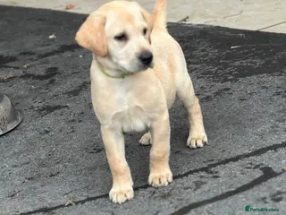 Labrador Retriever dogs KC REGISTERED LABRADOR PUPPIES - Advert 6