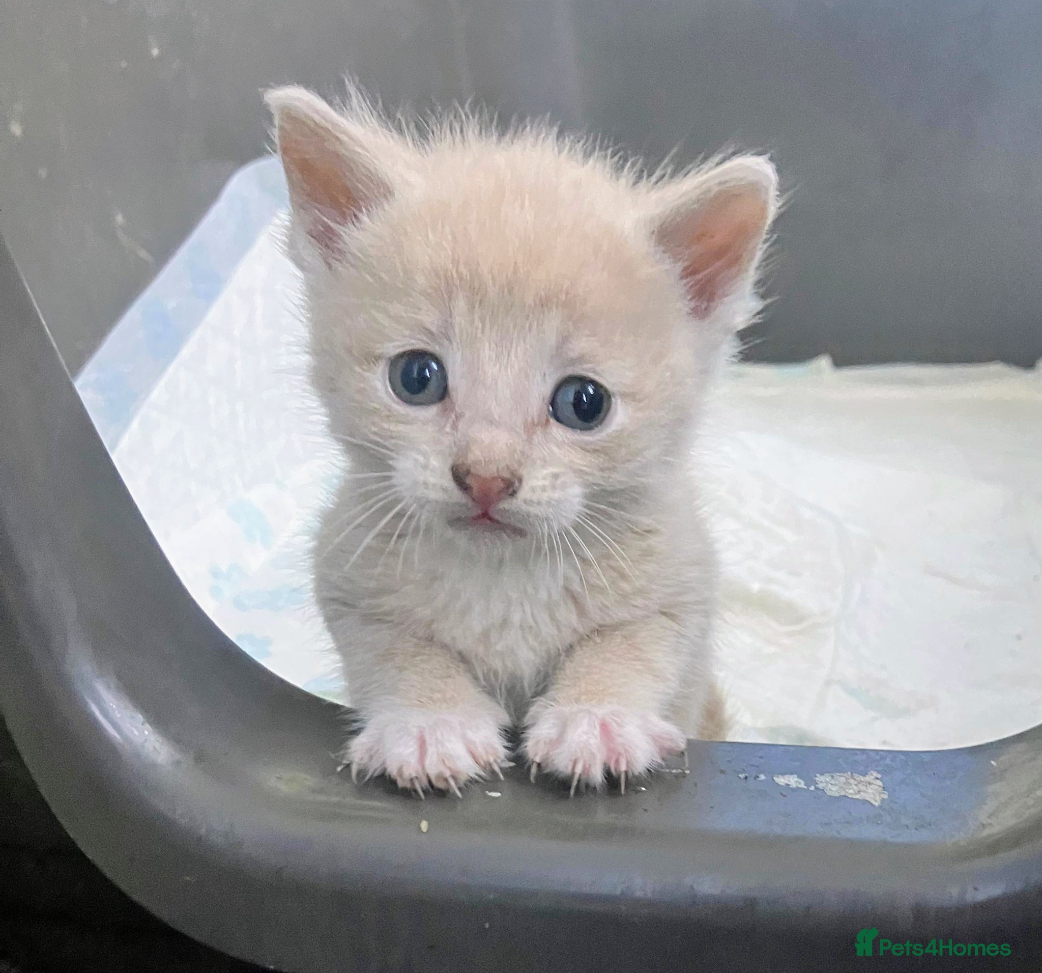 Mixed Breed cats Gorgeous kittens - Advert 1
