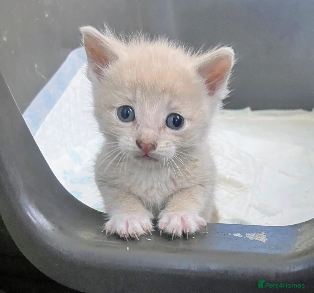 Mixed Breed cats for sale: Gorgeous kittens in Milton Keynes - Advert 1