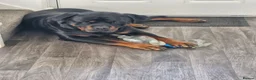 Rottweiler dogs for sale: 2 year old male rottweiler  - Advert 2