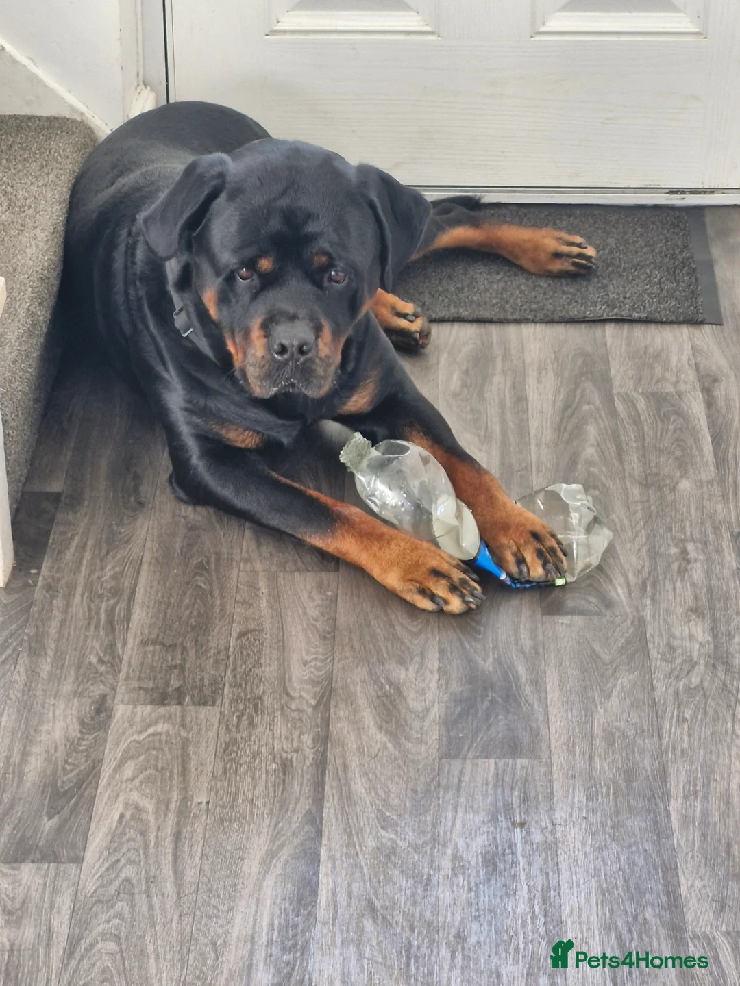 Rottweiler dogs for sale: 2 year old male rottweiler  - Advert 2