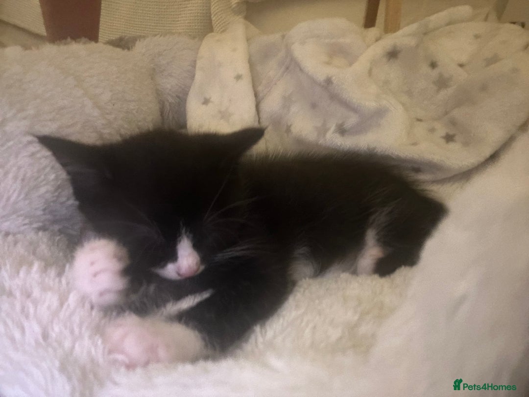 Mixed Breed cats for sale: 3 ragdoll mix kittens  - Image 14
