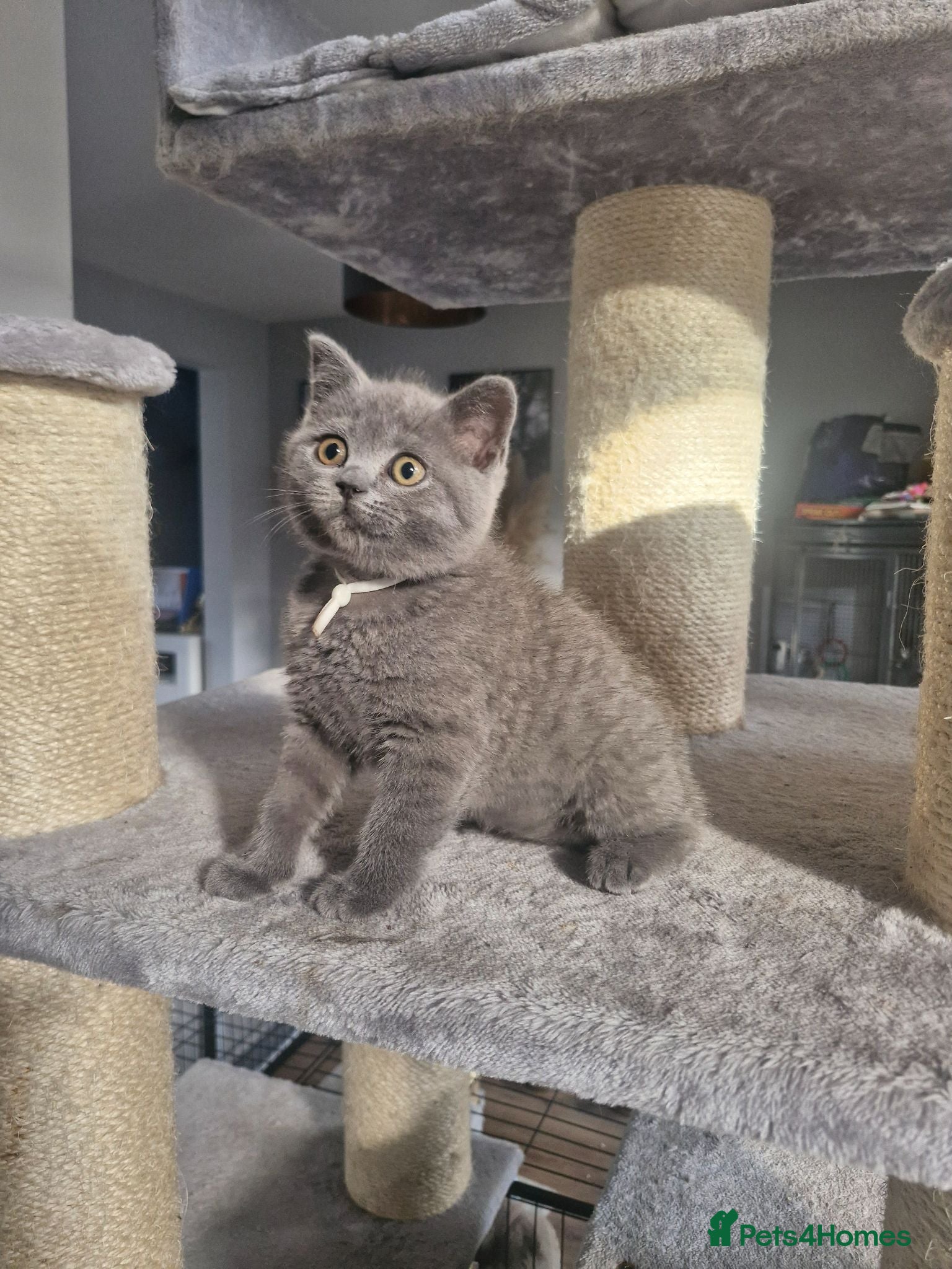 British Shorthair cats British shorthair blue and lilac - Advert 18