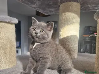 British Shorthair cats British shorthair blue and lilac - Advert 18