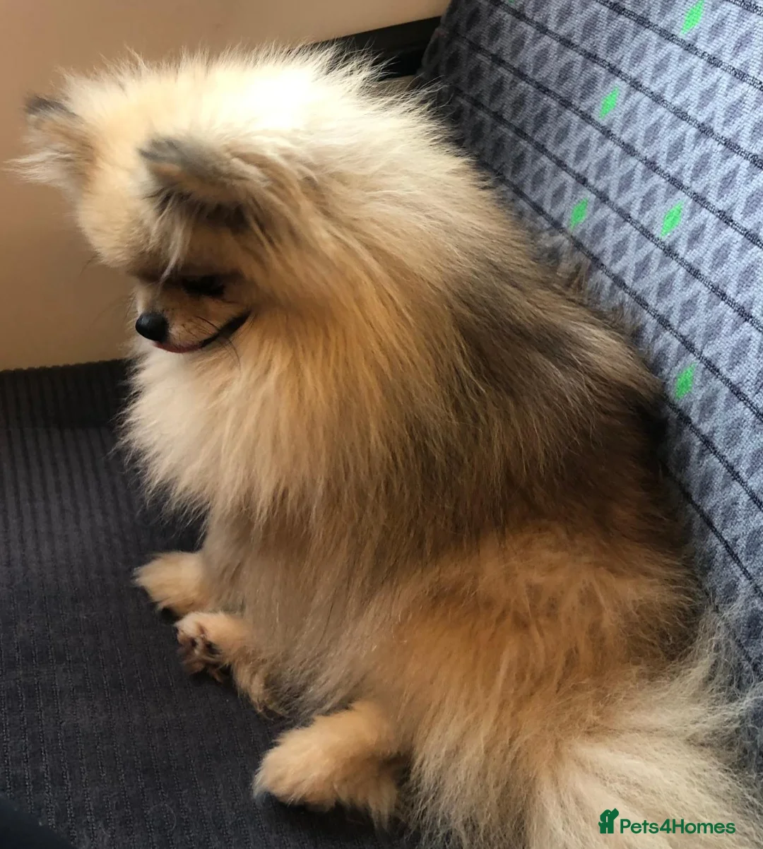 Pomeranian dogs for sale: Beautiful Russian pomeranian MALE.. - Advert 1