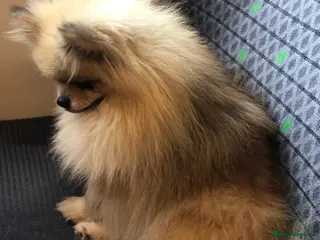 Pomeranian dogs Beautiful Russian pomeranian boy.. - Advert 4