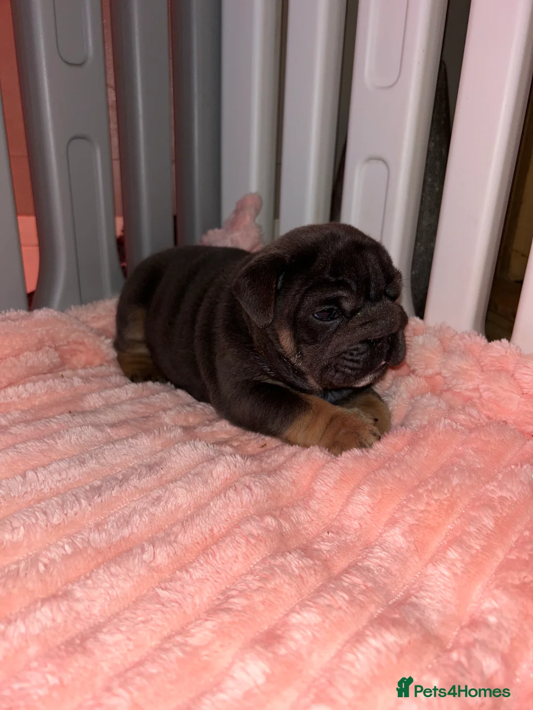 English Bulldog dogs for sale: Darla x Kobe litter of 5 - Advert 5