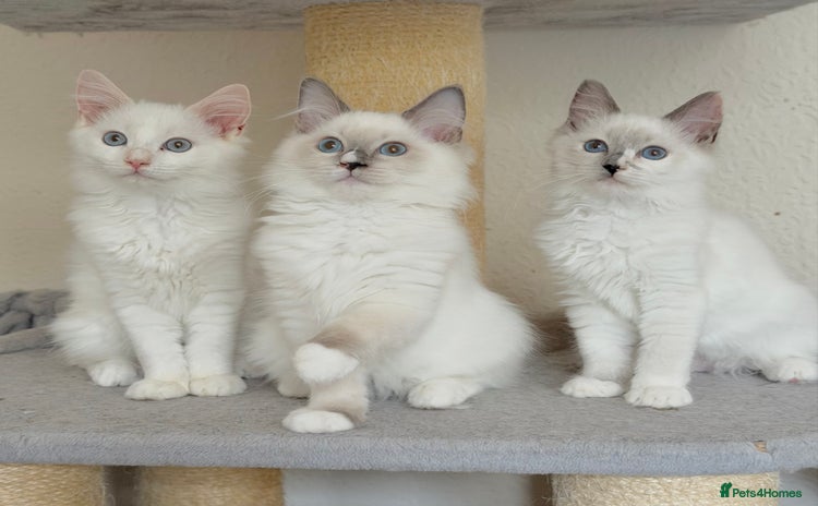 Ragdoll cats - Advert 4