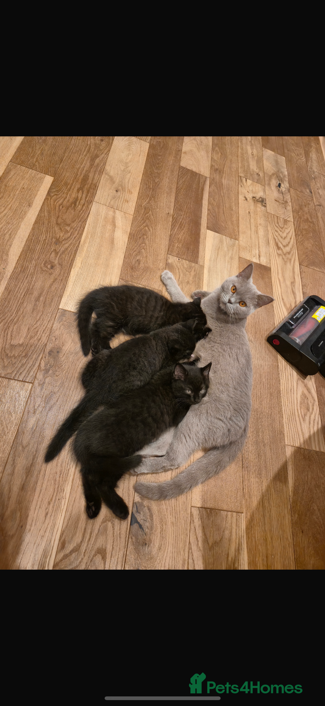 British Shorthair cats for sale: Fluffy Chocolate British Shorthair Kittens 🐾 - Image 34