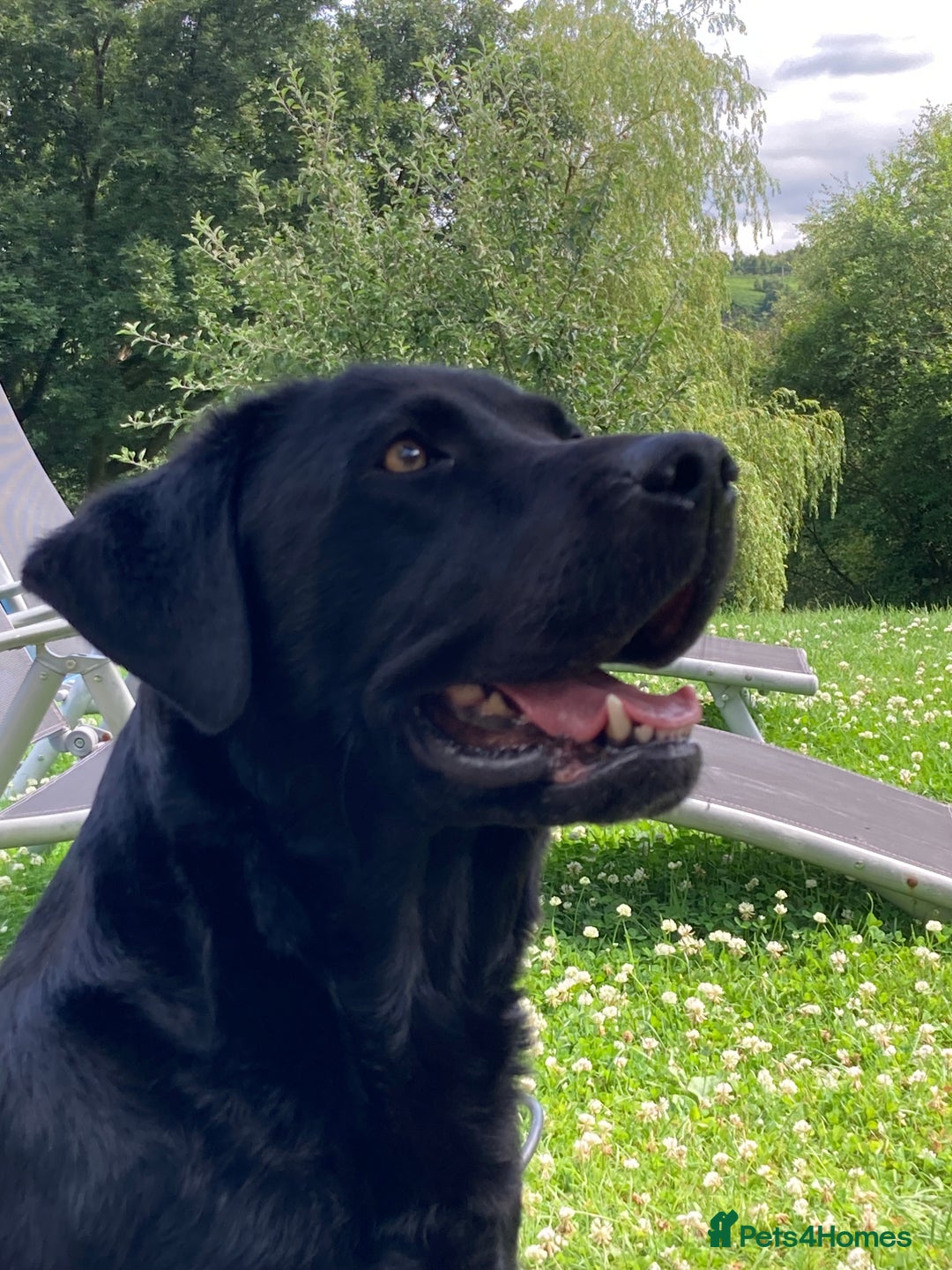 Labrador Retriever dogs for sale: Quality litter of working Labrador retriever pups - Image 9