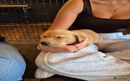 Labrador Retriever dogs for sale: Beautiful Lab Pups Looking for Loving Homes  - Image 2