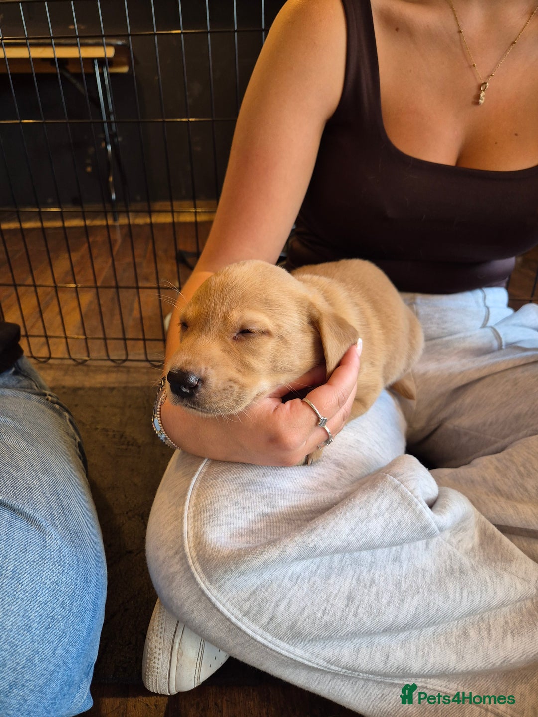 Labrador Retriever dogs for sale: Beautiful Lab Pups Looking for Loving Homes  - Image 2