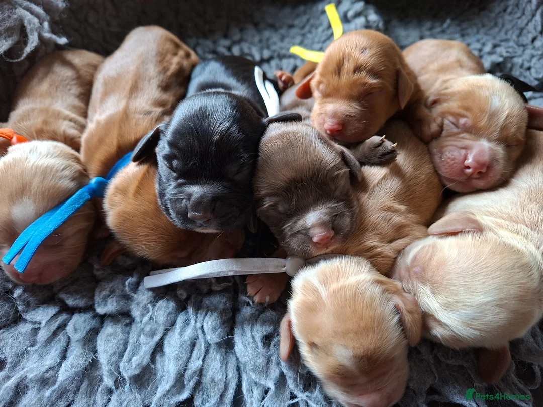 Cocker Spaniel dogs for sale: Cocker Spaniel puppies  - Advert 20