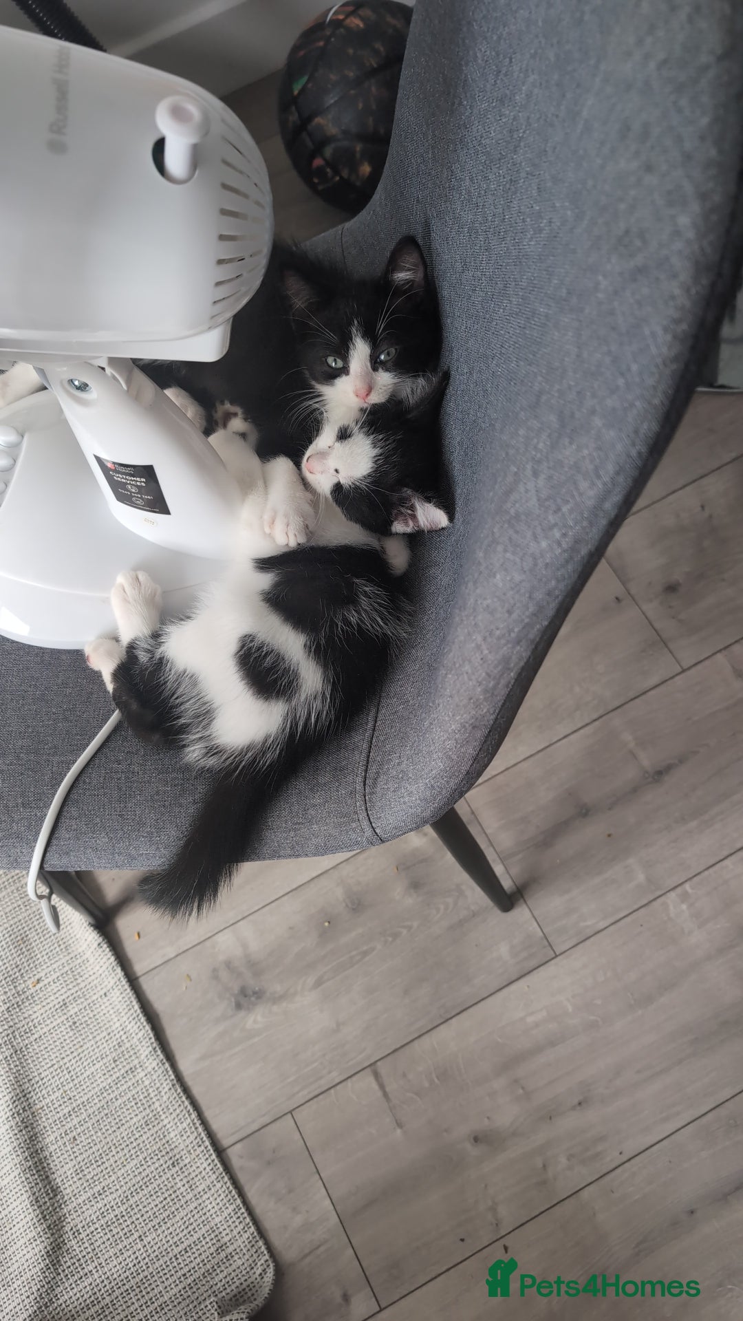 Domestic Shorthair cats for sale: Two cute kittens - Image 4