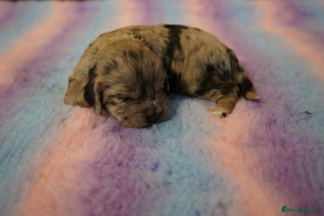 Cockapoo dogs for sale: Beautiful Health Tester Cockapoo Babies 🐾🐾🐾 - Advert 8