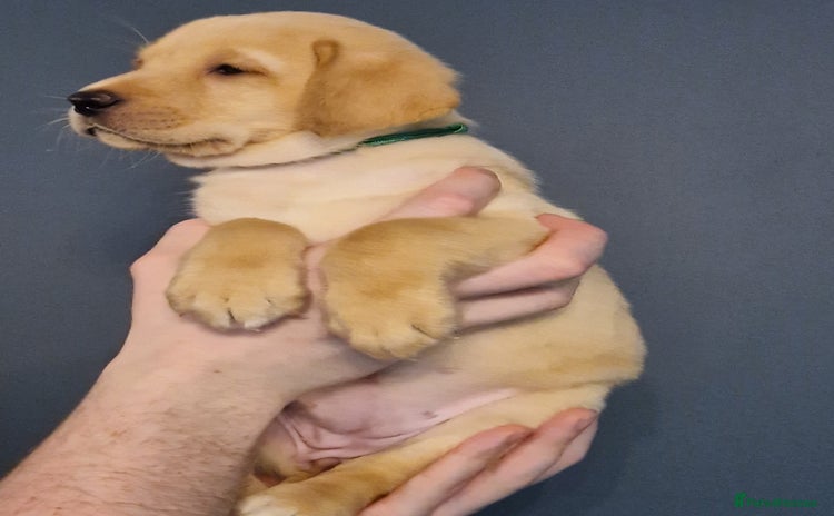 Labrador Retriever dogs in Preston - Advert 3