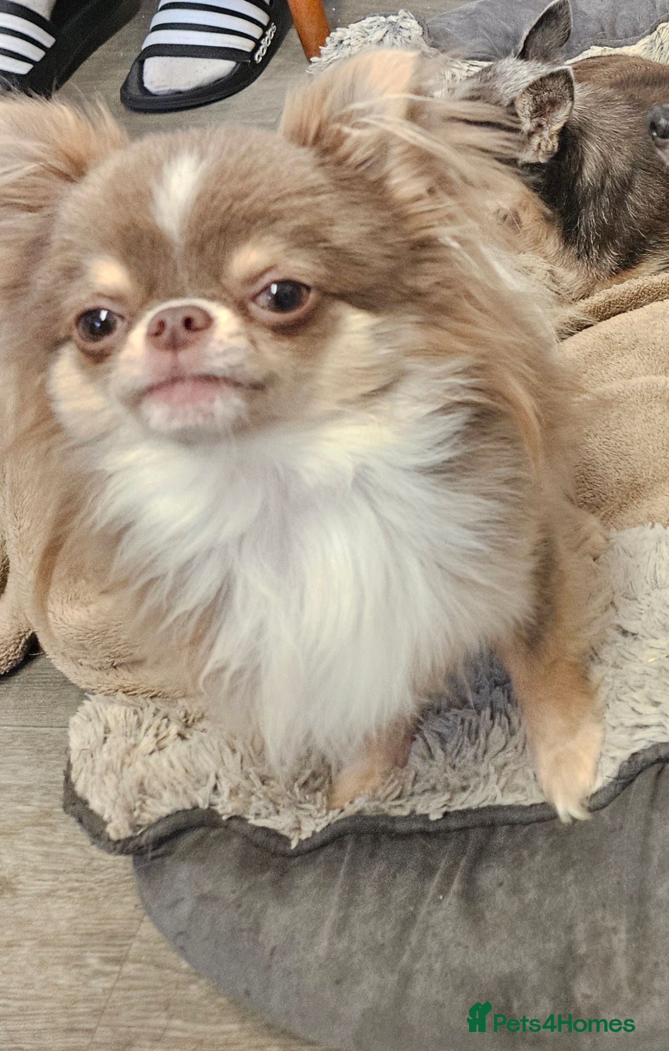 Chihuahua dogs KC Registered Lilac Stud boy - Advert 1