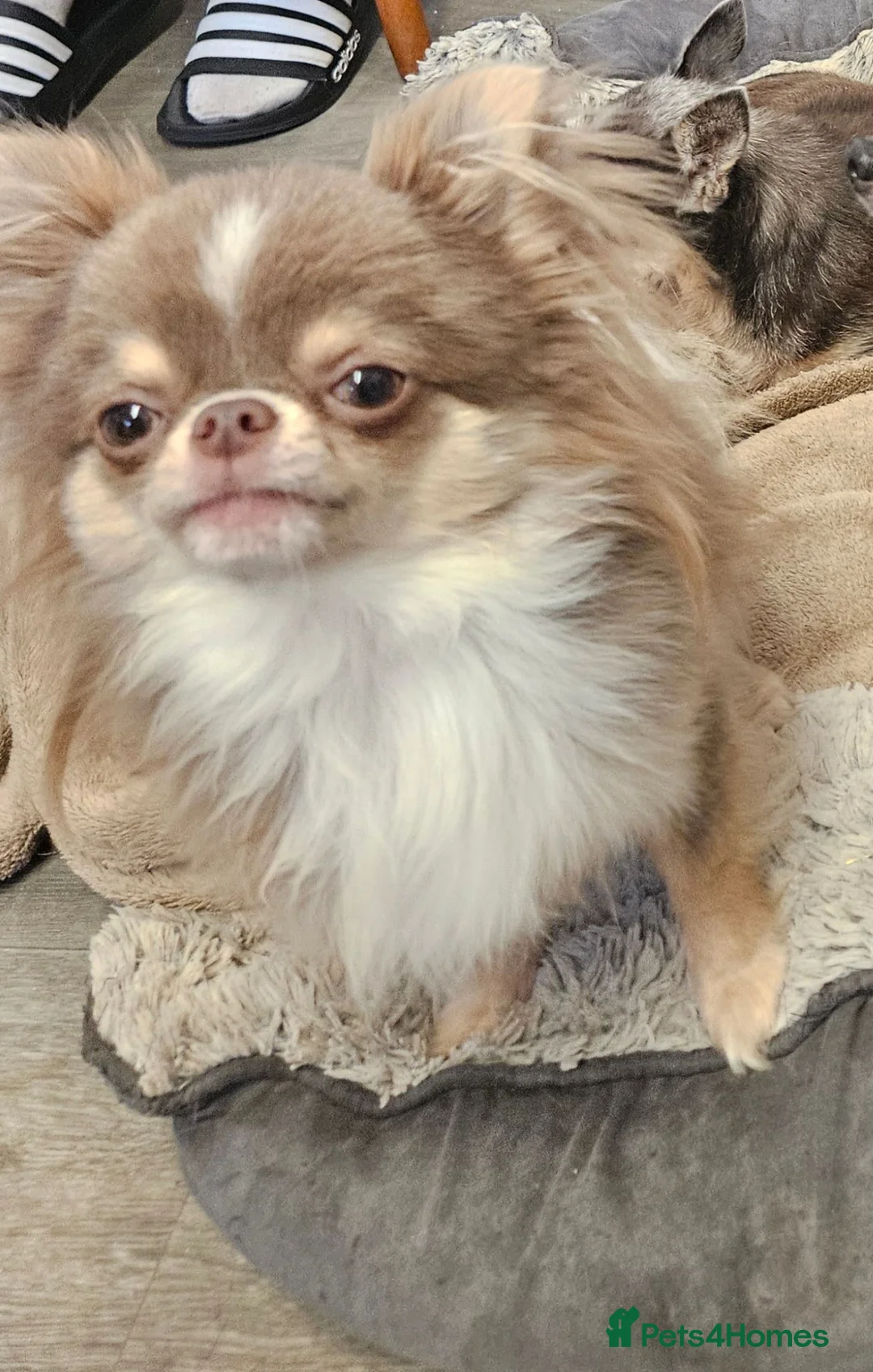 Chihuahua dogs for stud: KC Registered Lilac Stud boy - Advert 1