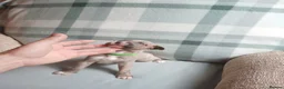 Whippet dogs for sale: Exceptional litter of KC whippets  in Shrewsbury - Advert 15