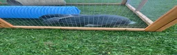 Mini Lion Lop rabbits for sale: Two mini lion lop male rabbits with full set up  - Advert 2