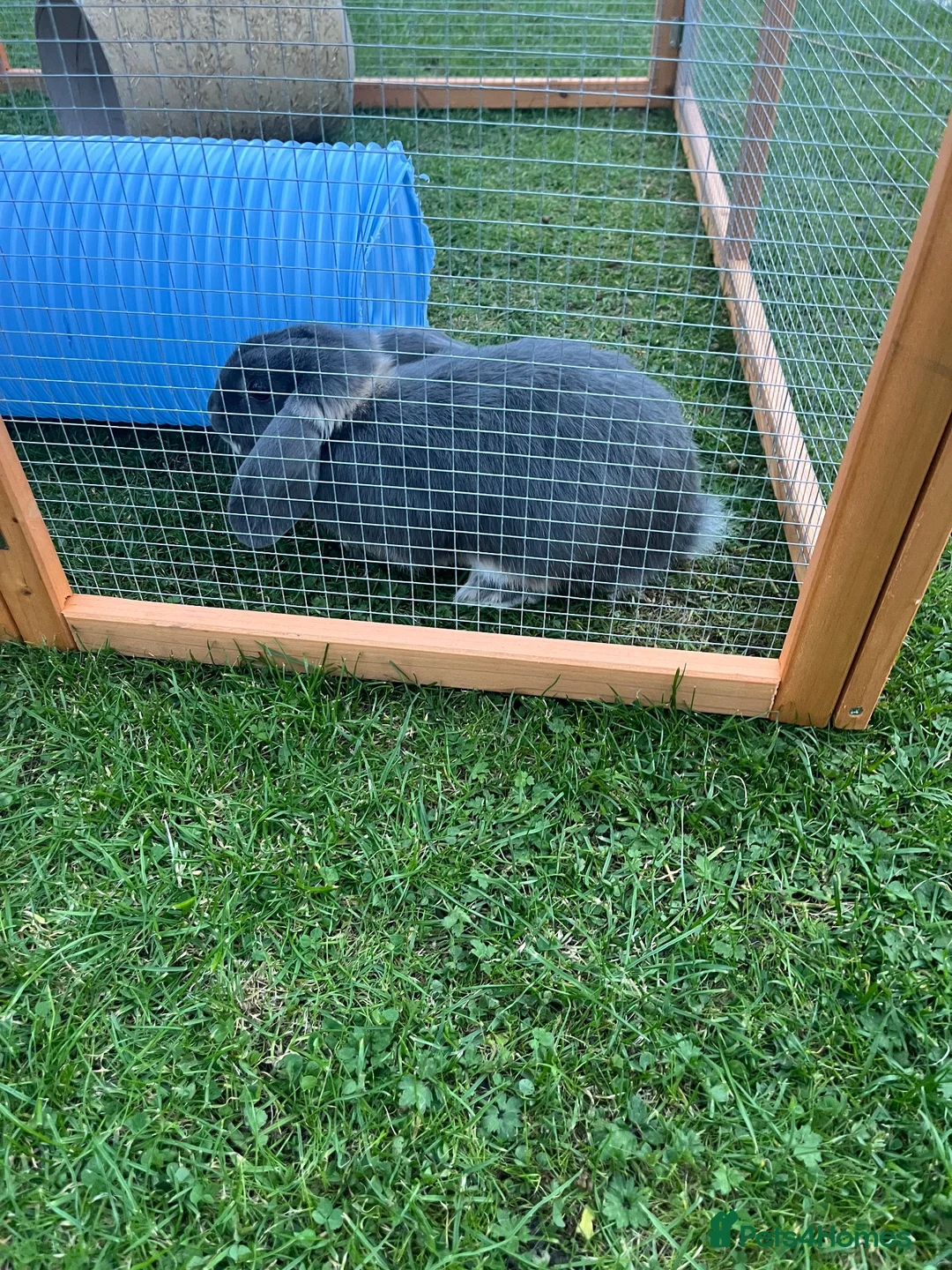 Mini Lion Lop rabbits for sale: Two mini lion lop male rabbits with full set up  - Advert 2