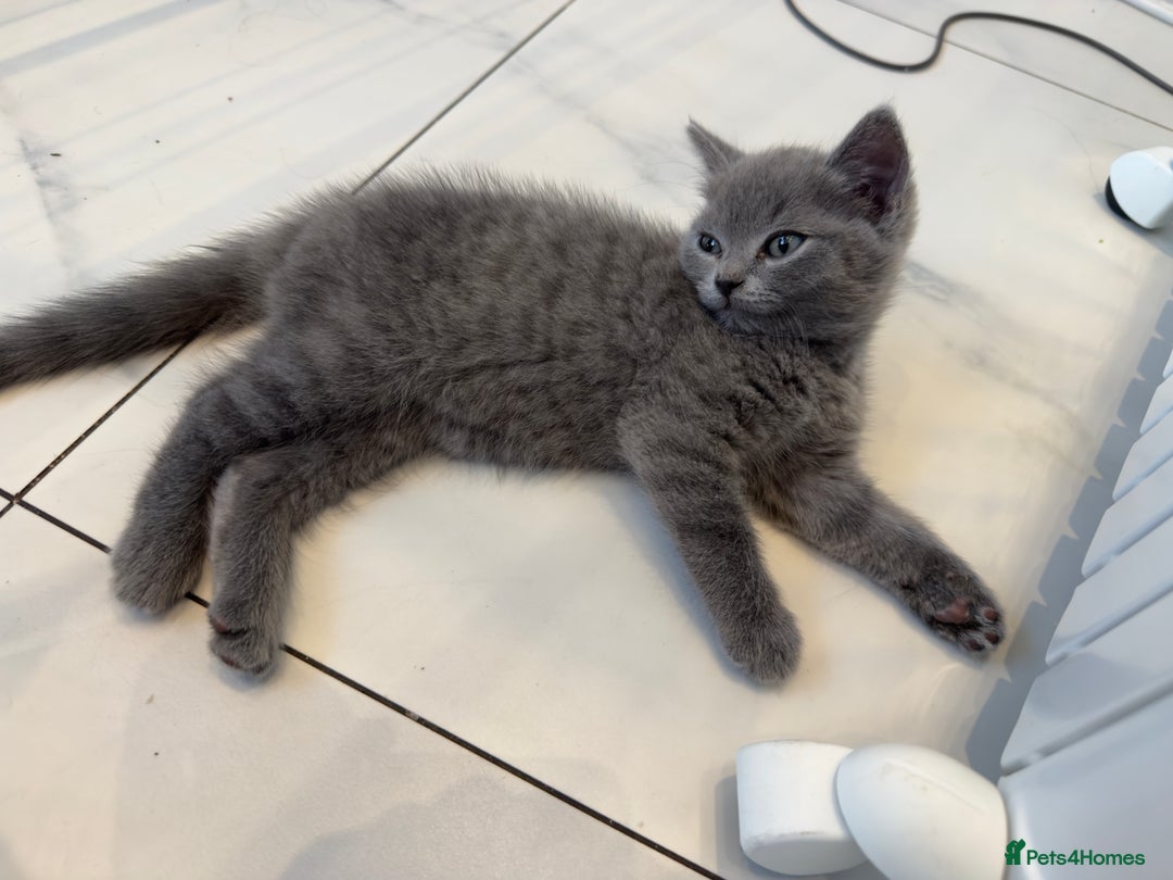 British Shorthair cats for sale: British Blue Shorthair  - Image 8