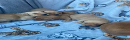 Labrador Retriever dogs for sale: KC Registered Fox red Labrador puppies available  - Advert 7