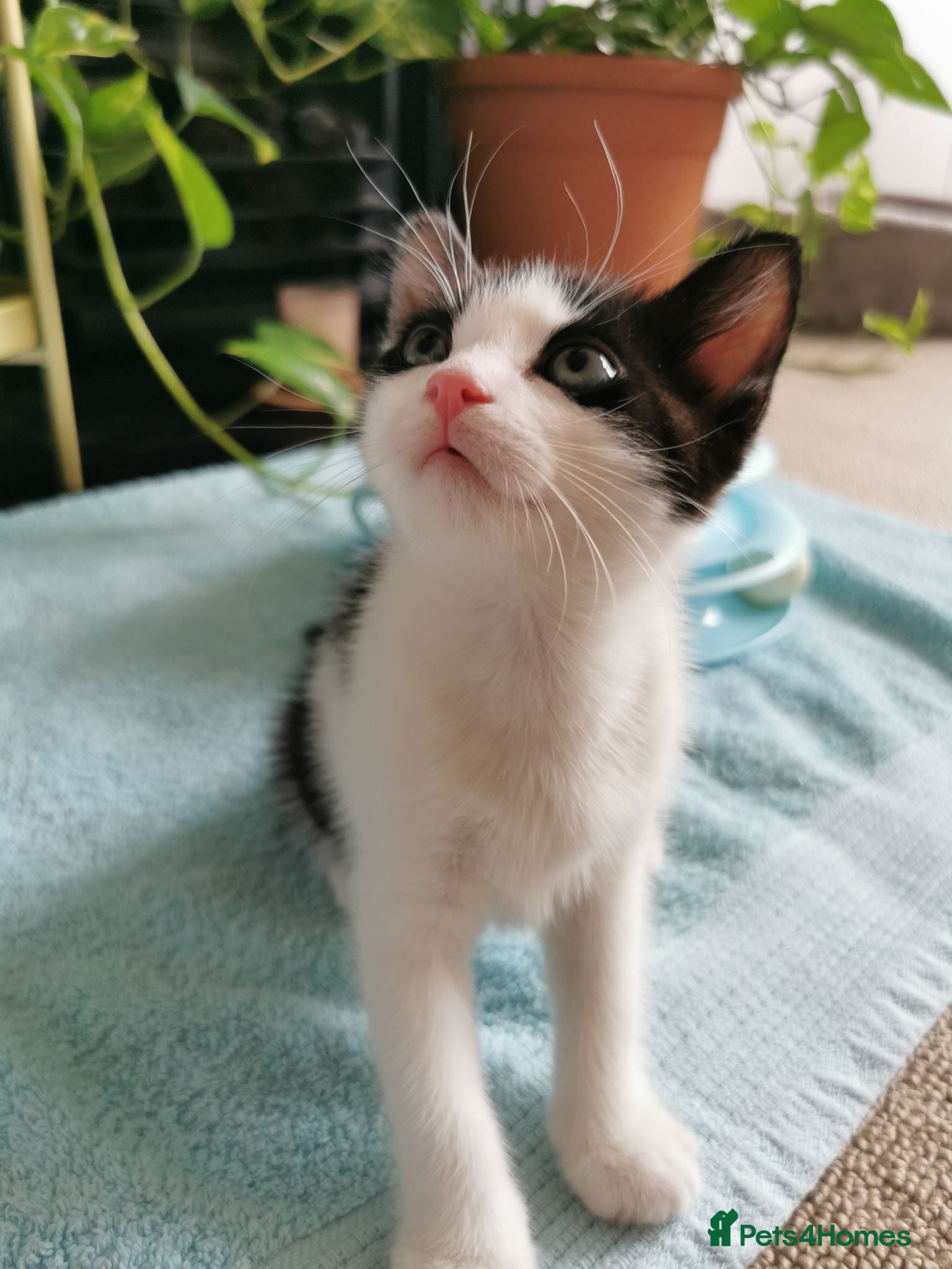 Mixed Breed cats 🐾 Male Kitten Looking for His loving Home 🏡💙 - Advert 8