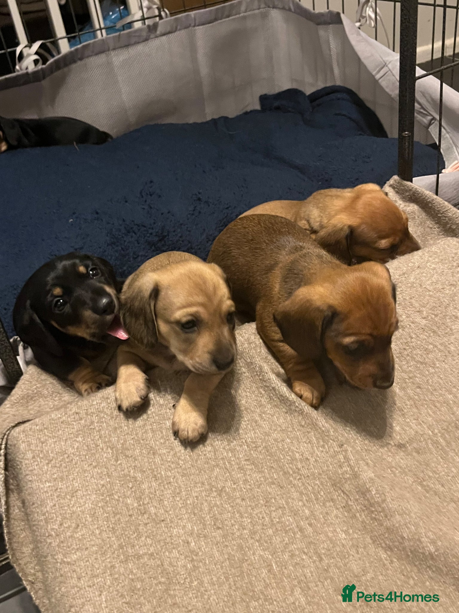 Miniature Dachshund dogs for sale: Last 2 ready to leave on 16th June - Advert 1