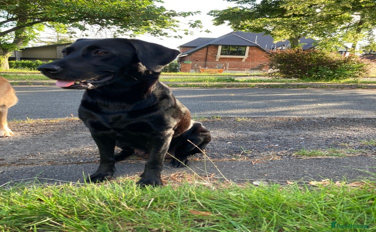 Labrador Retriever dogs - Advert 2