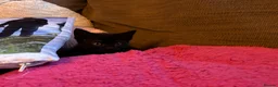 British Shorthair cats for sale: All black beautiful female kitten  - Advert 9