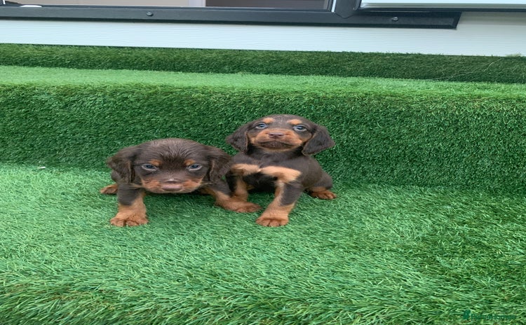 Cocker Spaniel dogs - Advert 2