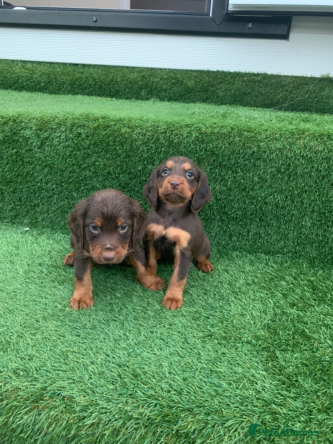 Cocker Spaniel dogs for sale: Kc cocker spaniel puppies  - Image 1