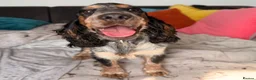 Cocker Spaniel dogs for sale: Kc reg show cocker spaniel girl - Advert 2