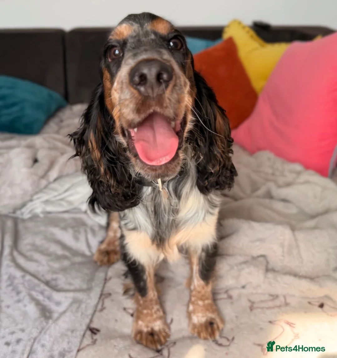 Cocker Spaniel dogs for sale: Kc reg show cocker spaniel girl - Advert 2