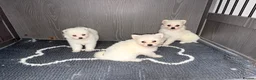 Japanese Spitz dogs for sale: Japanese Spitz  - Advert 4
