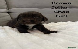 Cocker Spaniel dogs for sale: Beautiful Cocker Spaniel Puppies  - Image 14