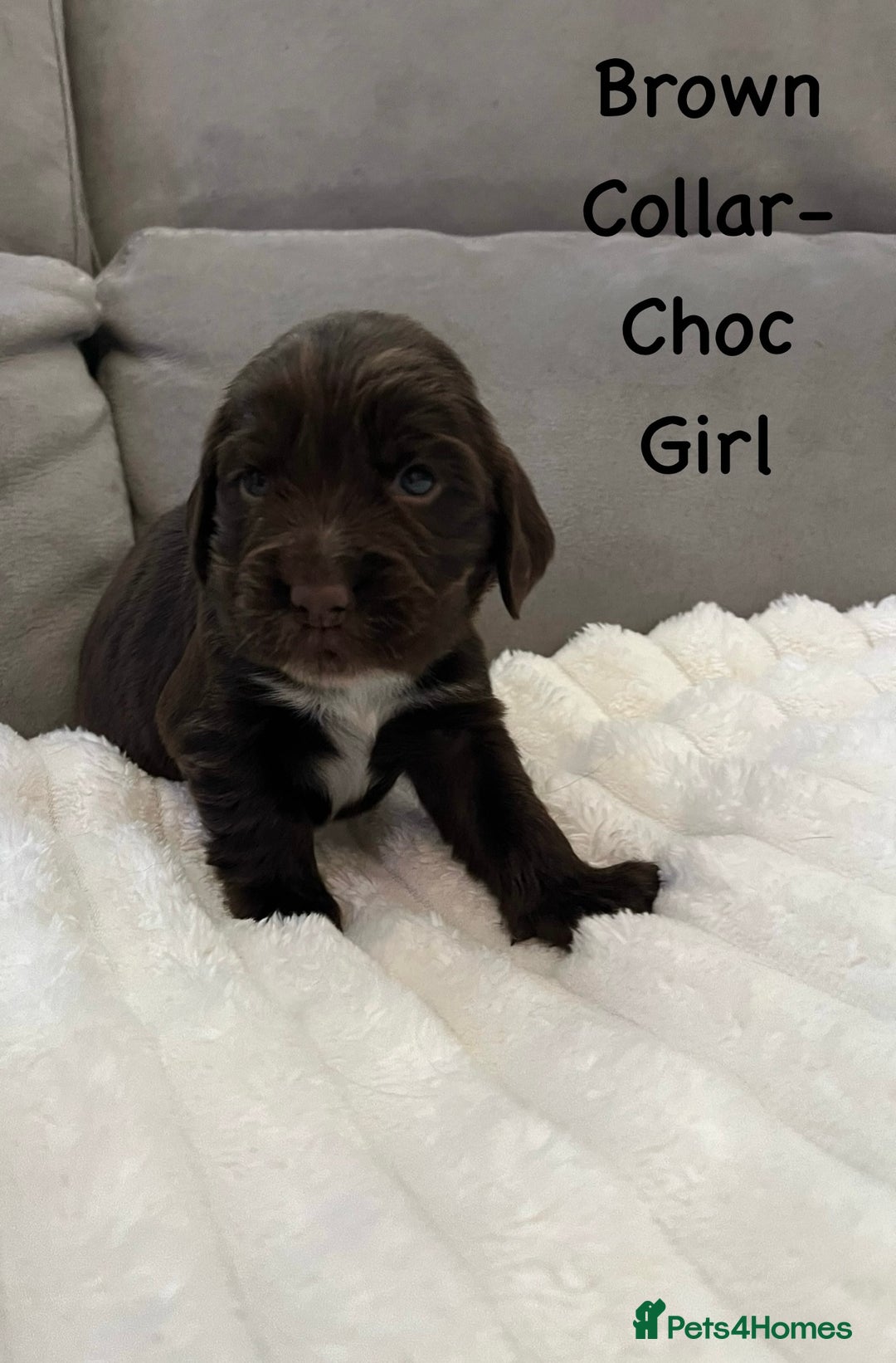 Cocker Spaniel dogs for sale: Beautiful Cocker Spaniel Puppies  - Image 14
