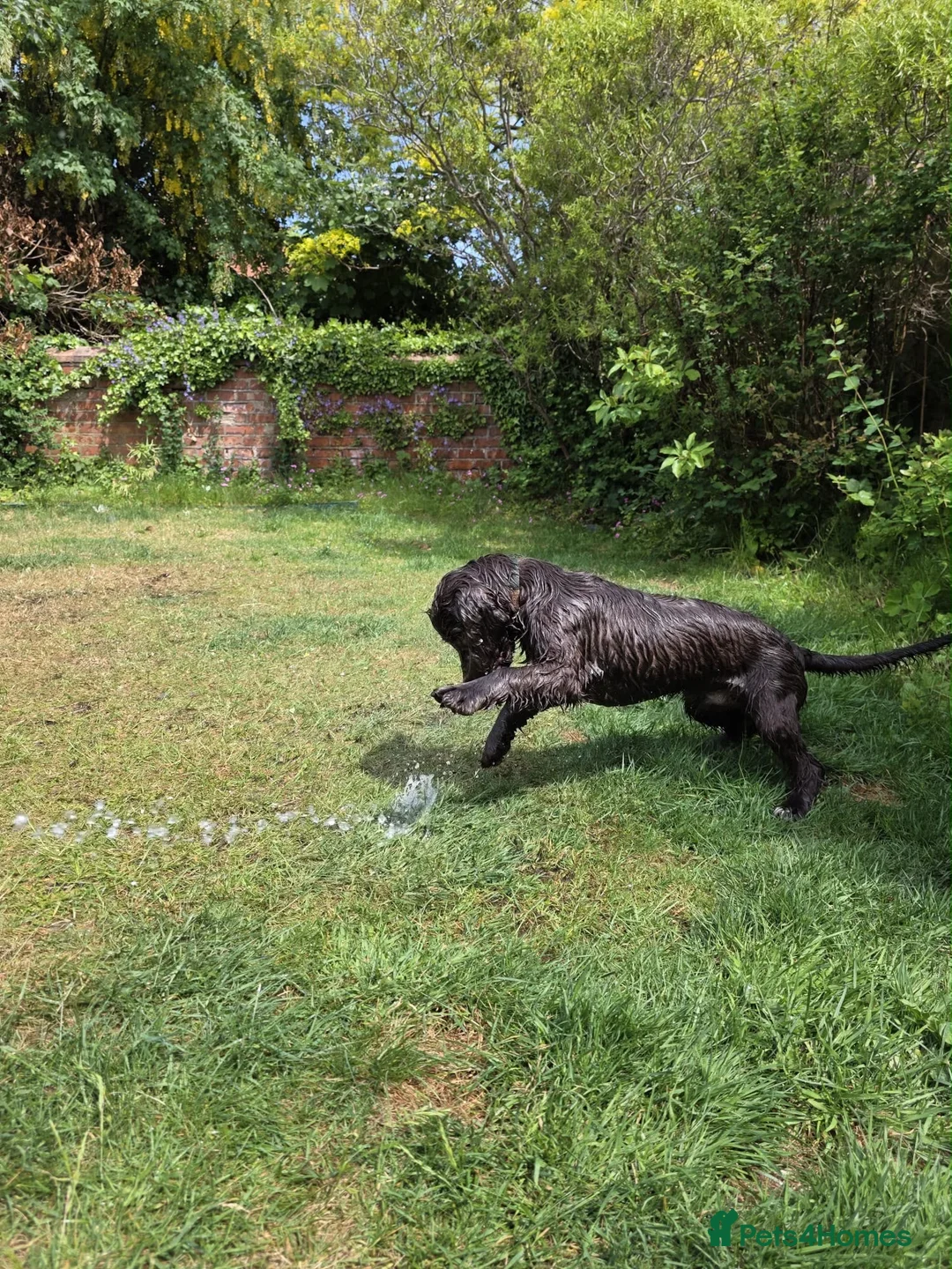 Cocker Spaniel dogs for sale: Liver/choc working cocker spaniel 1500 ONO - Advert 5