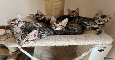 Bengal cats - Advert 12